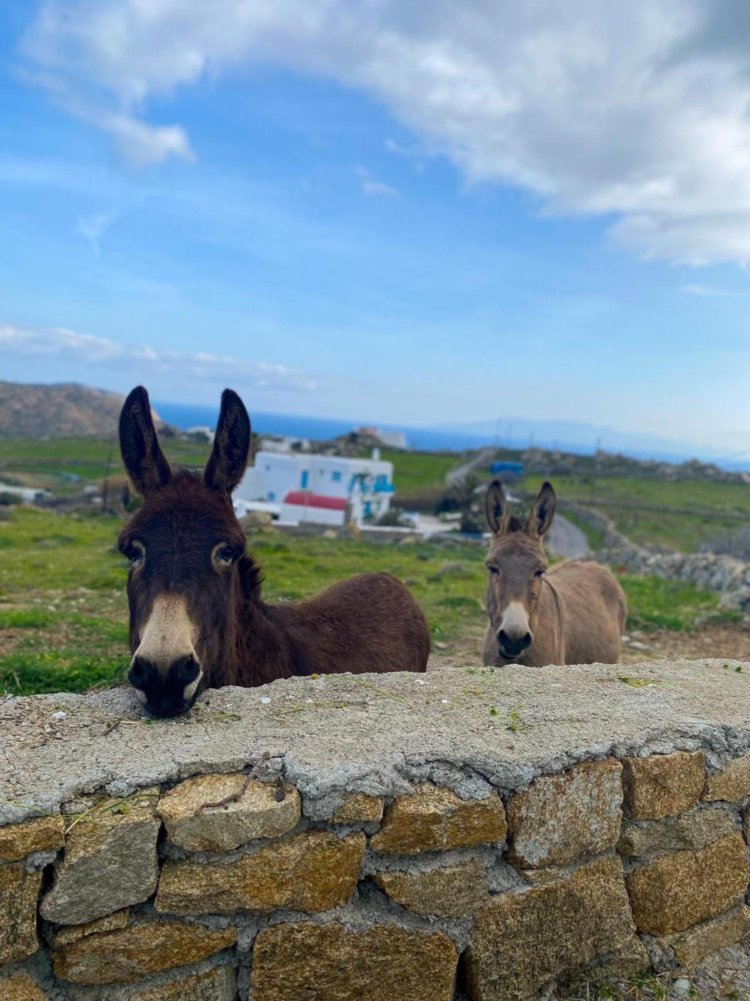 Naira Family Suites Mykonos Mykonos Town Dış mekan fotoğraf